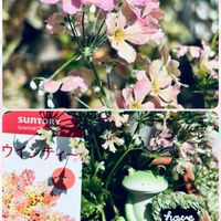 ニゲラ,ニゲラ,ヒヤシンス,ヒヤシンス,フリージアの画像