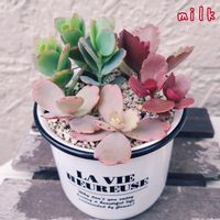 胡蝶の舞,赫蓮,赫蓮(かくれん),蒼い真珠,寄せ植えの画像