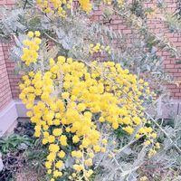 ミモザ,ミモザ,ナチュラルガーデン,イングリッシュガーデン,春のお花の画像