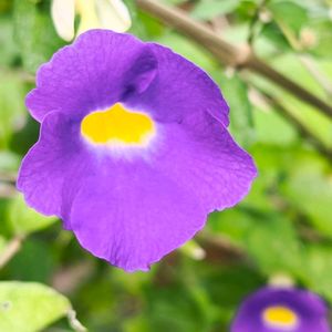 植物園,観葉植物,温室,葉っぱ,東京の画像