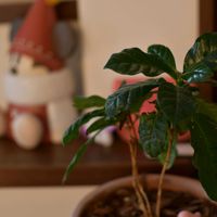 コーヒーの木の画像