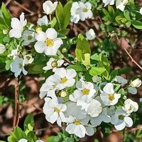 ユキヤナギの画像