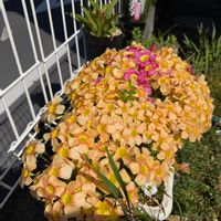 オキザリス,オキザリス ハオルチオイデス,オキザリス・オブツーサ・ピジョンブラッド,オキザリス・オブツーサ・ペールタンジェリン,秋植え球根の画像