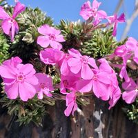 シバザクラ,パンジー,パンジーの画像