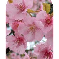 ムスカリ,ムラサキハナナ,ヤグルマギク,リナリア,河津桜の画像