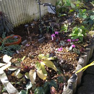 スノードロップ,セツブンソウ,ヒナソウ,スキミア　マジックマルロー,原種シクラメン コウムの画像