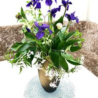 カロライナジャスミン,ジャスミン,アイリス,芍薬の蕾,匂いつばきの画像