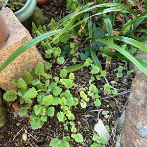 手作り,山野草,ワクワク,坪庭,懐かしい風景の画像