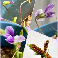 イチゴ,スミレ,イチジク,カラスノエンドウ,つぼみの画像