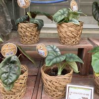 アロカシア,アロカシア・ブラックベルベット,アロカシア　シルバードラゴン,DCM,ホムパトの画像