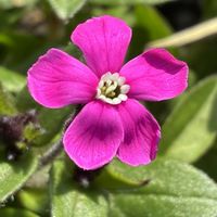 ノースポール,シレネピンク パンサーの画像