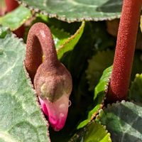 シクラメンの画像