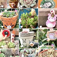 サボテン,ハートカズラ,寄せ植え,エケベリア属,センペル丼の画像