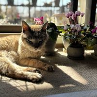 シクラメン,ヒヤシンス,ねこの画像