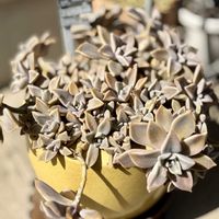 朧月,多肉植物,緑のある暮らし,成長が楽しみ,ベランダの画像