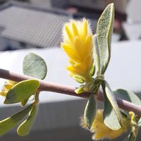 ロータスブリムストーン,ロータスブリムストーン,鉢植え,ベランダパトロール,復興祈願の画像