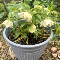 クリスマスローズ,クリスマスローズ ダブル,植え替え,クリロー♪,庭の画像