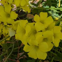 オキザリス,お店  丁子宿,とろろ汁 料理,とろろ汁 料理,小さな幸せ♡の画像