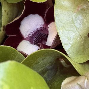 カンアオイ,植木鉢,庭の画像