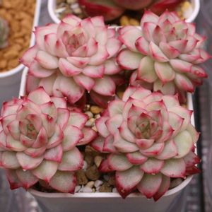 多肉植物,エケベリア属,多肉大好き,多肉植物 エケベリア,植物育成ライトの画像