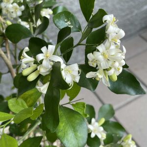 シルクジャスミン,ジャカランタ,ダイソー産,癒し…♡,今日のお花の画像