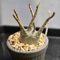 アデニウム,アデニウム・オベスム,塊根植物,珍奇植物,新芽がカワイイの画像