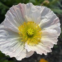 ポピー,切り花,ケシ科,青空,観賞用の画像