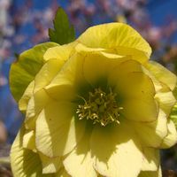 クリスマスローズ,ユキヤナギ,実家,庭の画像