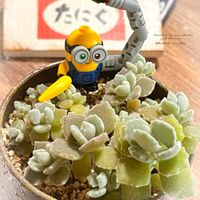  ブロンズ姫,カランコエ・ミロッティ,ミロッティ,群生,多肉群生の画像