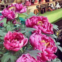 ボタン,お雛様,お出かけ先の画像