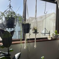 チランジア,グリーンネックレス,チューリップ,モンステラ,フランスゴムの木の画像