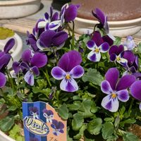 シクラメン,葉牡丹,ビオラ,꒰ღ˘◡˘ற꒱かわゅ~,花のある暮らしの画像