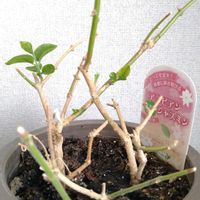 ジャスミン,アラビアンジャスミン,茉莉花,cu:Leaf(キュリーフ),Green Snap STOREの画像