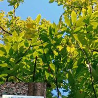 シラカシ,クロガネモチ,クロガネモチの樹皮,ホルトノ キ,シラカシの葉の画像