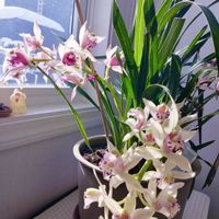 シンビジウム,シンビジウム,ガーデンシクラメン,ガーデンシクラメン,ガーデンシクラメンの画像