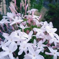 カロライナジャスミン,ハゴロモジャスミン,今日のお花,庭の画像