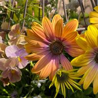 ネメシア,ベビーティアーズ,オステオスペルマム,プミラ,エリゲロンの画像