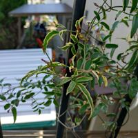 ゴーラム,ハゴロモジャスミン,ゴーラム（宇宙の木）,ハゴロモジャスミン ミルキーウェイ,ハゴロモジャスミン ミルキーウェイの画像