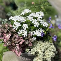 ニチニチソウ,可愛い,癒し,美しい,GSのみなさんに感謝♡の画像