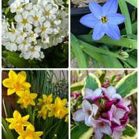 ハナニラ,ヒヤシンス,ユキヤナギ,ミニ水仙,沈丁花(じんちょうげ)の画像