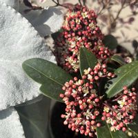 スキミア,スキミア ルベラの画像