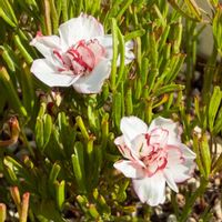 オキザリス,Oxalis obtusa,オキザリス シンデレラムーン,オキザリス シンデレラムーン,オキザリス シンデレラムーンの画像