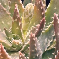 アロエ,フミリス,帝王錦,花芽の画像