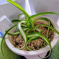 シャコバサボテン,オリズルラン　ボニー,素敵ですね〜❣️,可愛いお花♡,花のある暮らし❤の画像