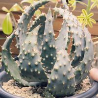 アロエ,鬼切丸,マルロシーの画像