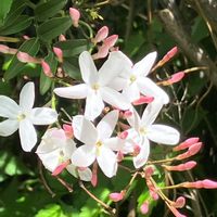 シクラメン,ジャスミン,羽衣ジャスミン,リビングストーンデージー,お見切り品♡ ✧*｡٩(ˊωˋ*)و✧*｡の画像