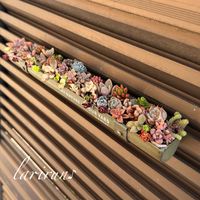 多肉植物,マイガーデン,ちまちま寄せ,タニラー,多肉女子の画像