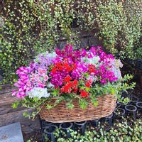 ハンドメイド,球根植物,寄植え,カゴ寄せ,お花屋さんの画像