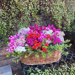 ハンドメイド,球根植物,寄植え,カゴ寄せ,お花屋さんの画像