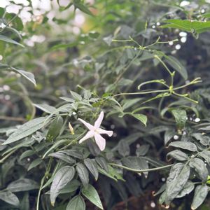 ジャスミン,ジャスミン,はごろもジャスミン,温室,白い花の画像